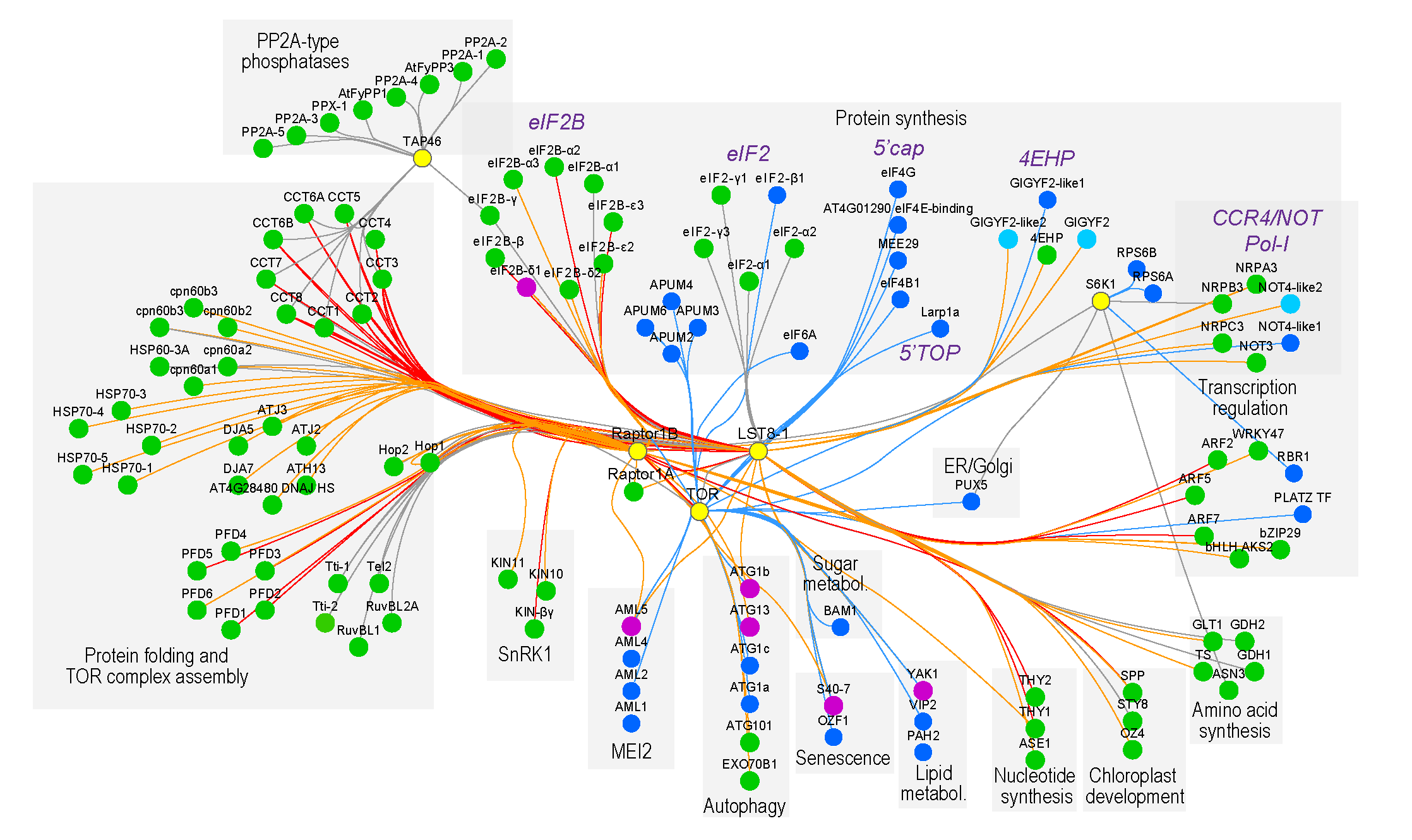 Elucidation of upstream regulators and downstream targets of the TOR kinase