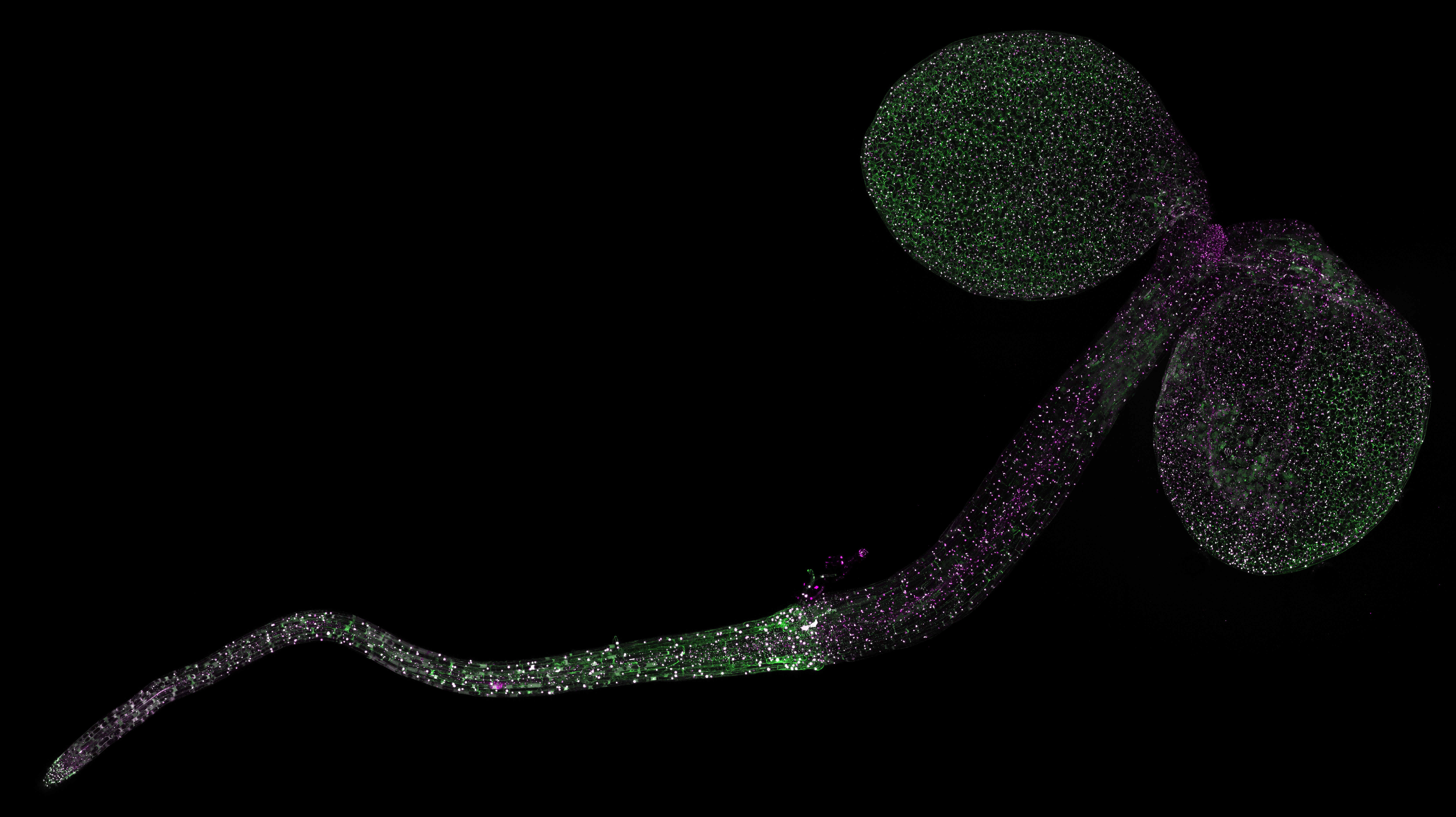 ASP-SPARK SnRK1 kinase activity in seedlings