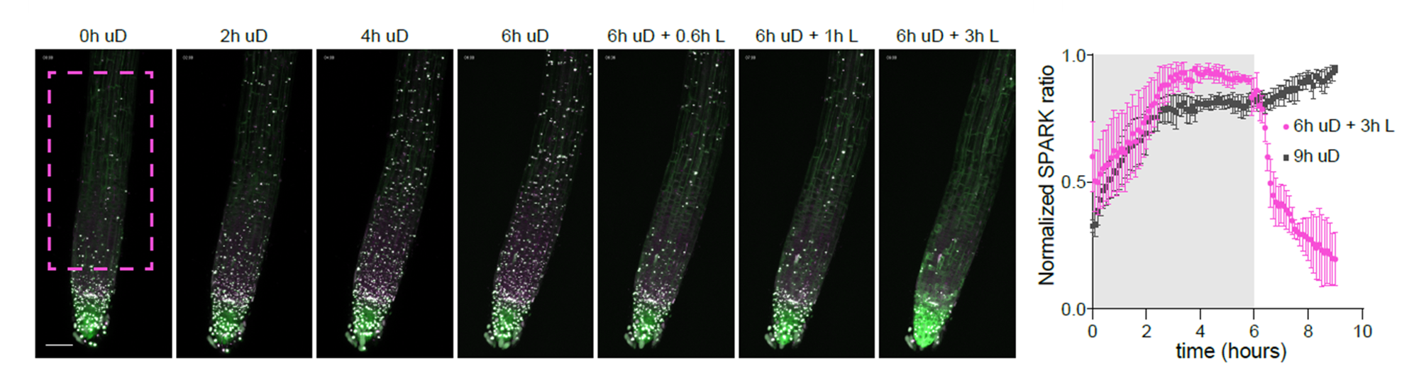 SnRK1 kinase activity in the root upon different light conditions