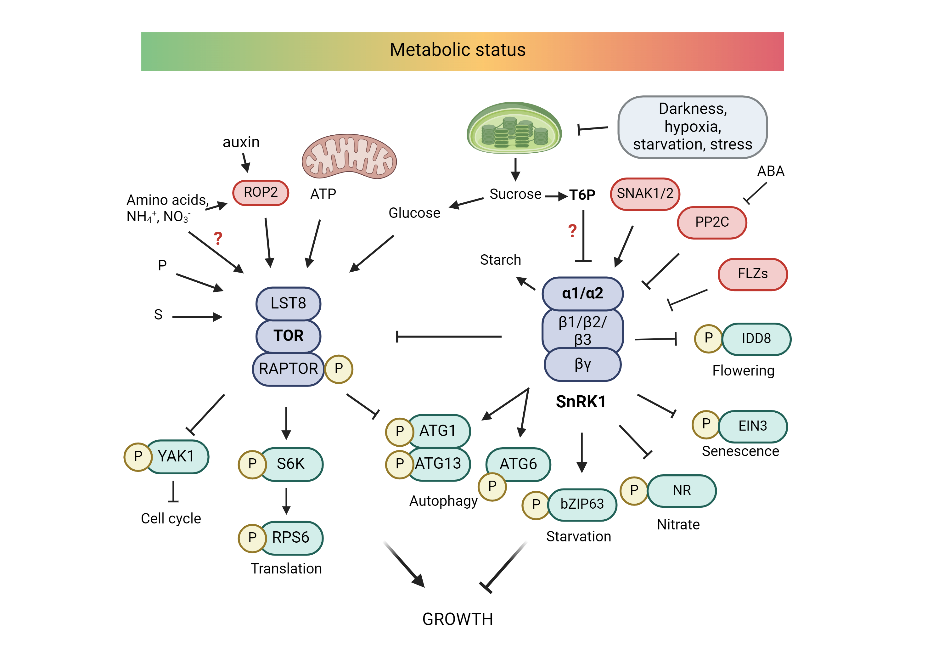 TOR and SnRK1 signaling pathway